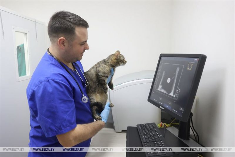 Ветеринары в Лиде проводят уникальную операцию по вживлению бионических протезов в передние лапы кошки