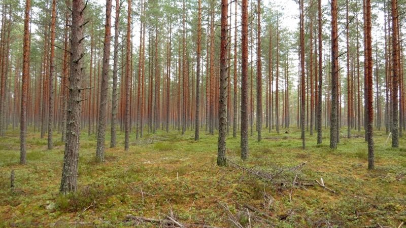 В лесу в районе Рыбиновского в Лиде проведена проходная рубка
