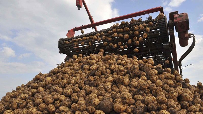 Лидчан приглашают на временные работы по уборке картофеля