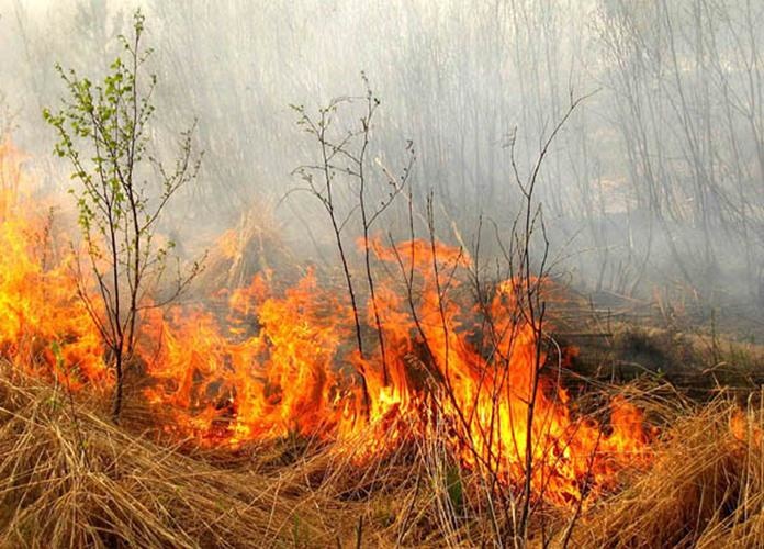 В Гродненской области уже произошло несколько возгораний сухой растительности
