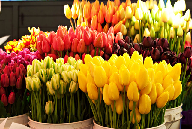 С 3 по 8 марта в Лиде будет организована торговля живыми цветами