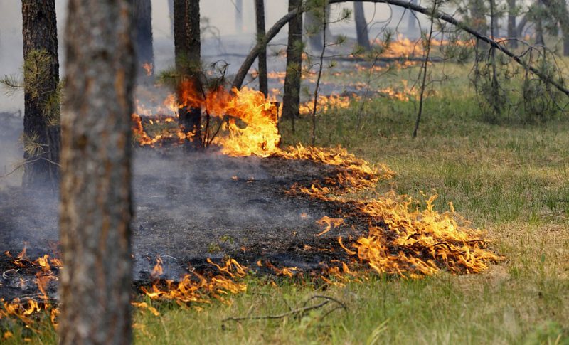 Весной резко увеличивается количество палов сухой травы и пожаров, возникающих из-за сжигания прошлогодней сухой растительности