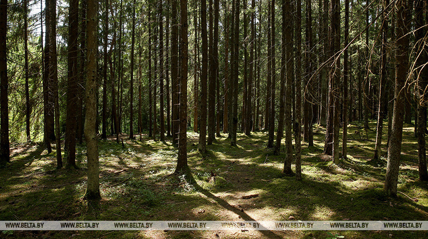 Во всех районах Гродненской области, в том числе в Лидском, продолжают действовать ограничения на посещение лесов